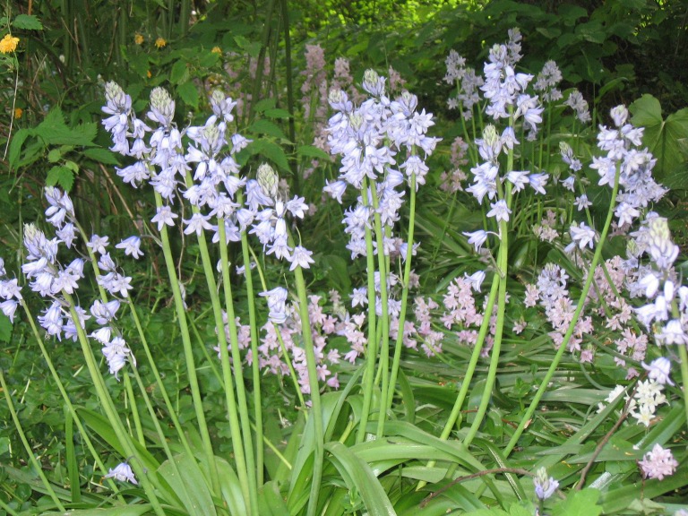 wilde hyacint